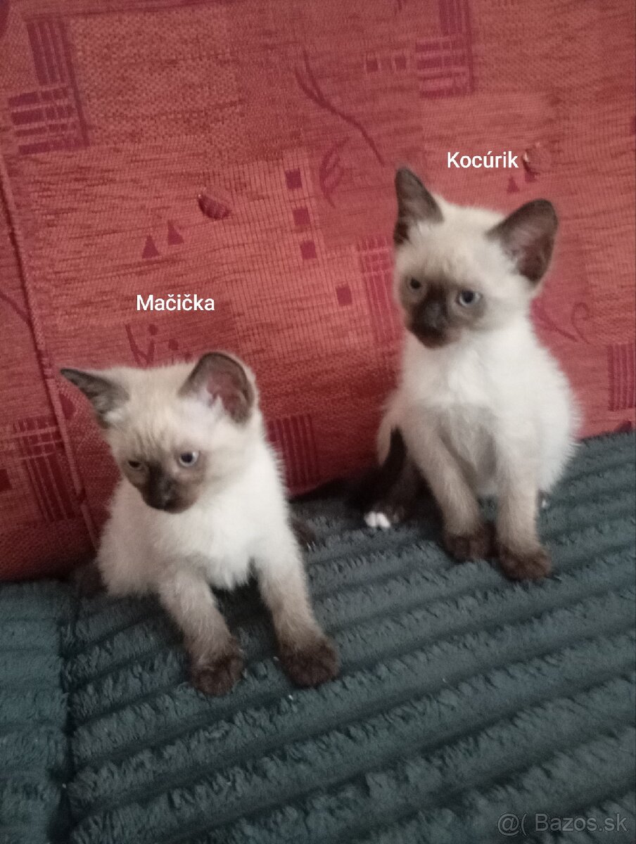 Mačičky