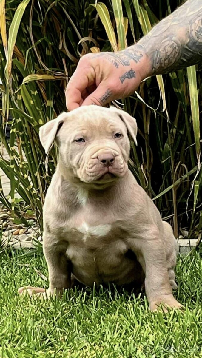 American Bully