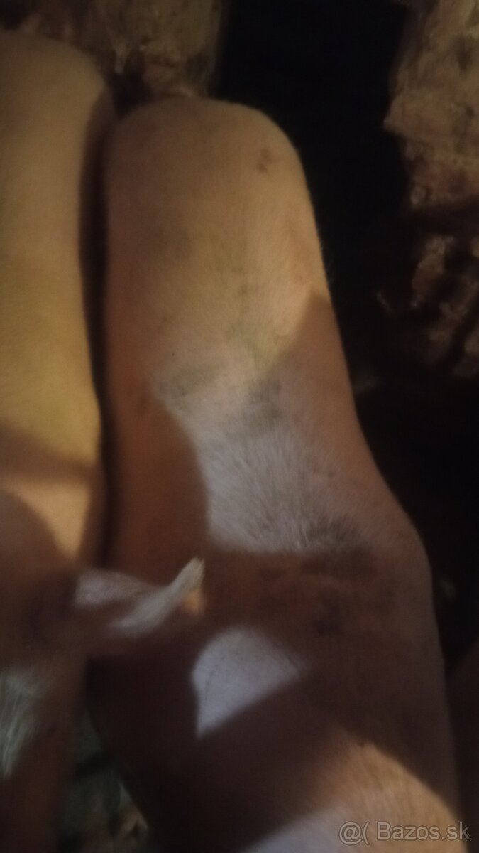 Predám jatocne osipene