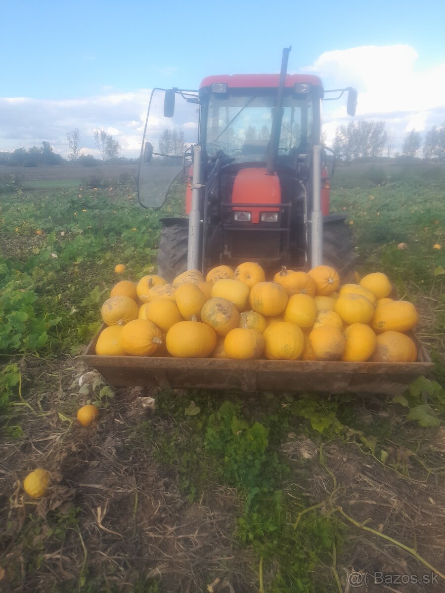 Predam tekvicové semená