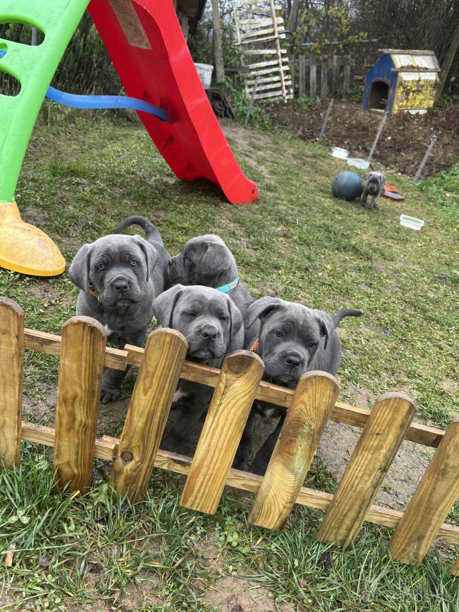 Cane Corso Šteniatka bez PP