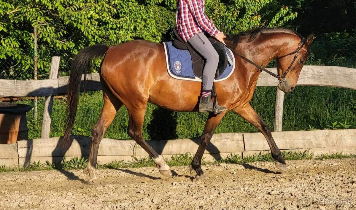 Športový pony s PP