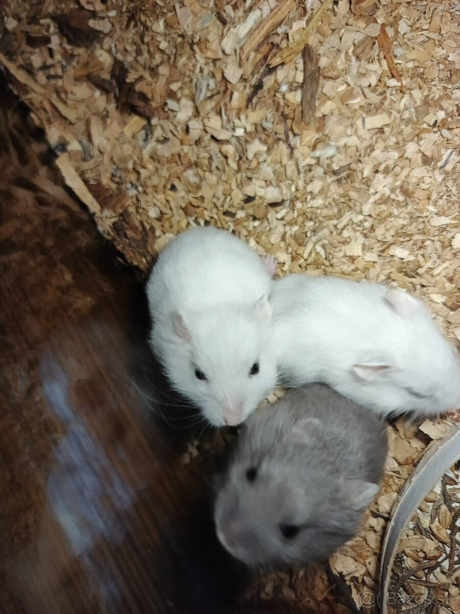 Škrečok džungársky