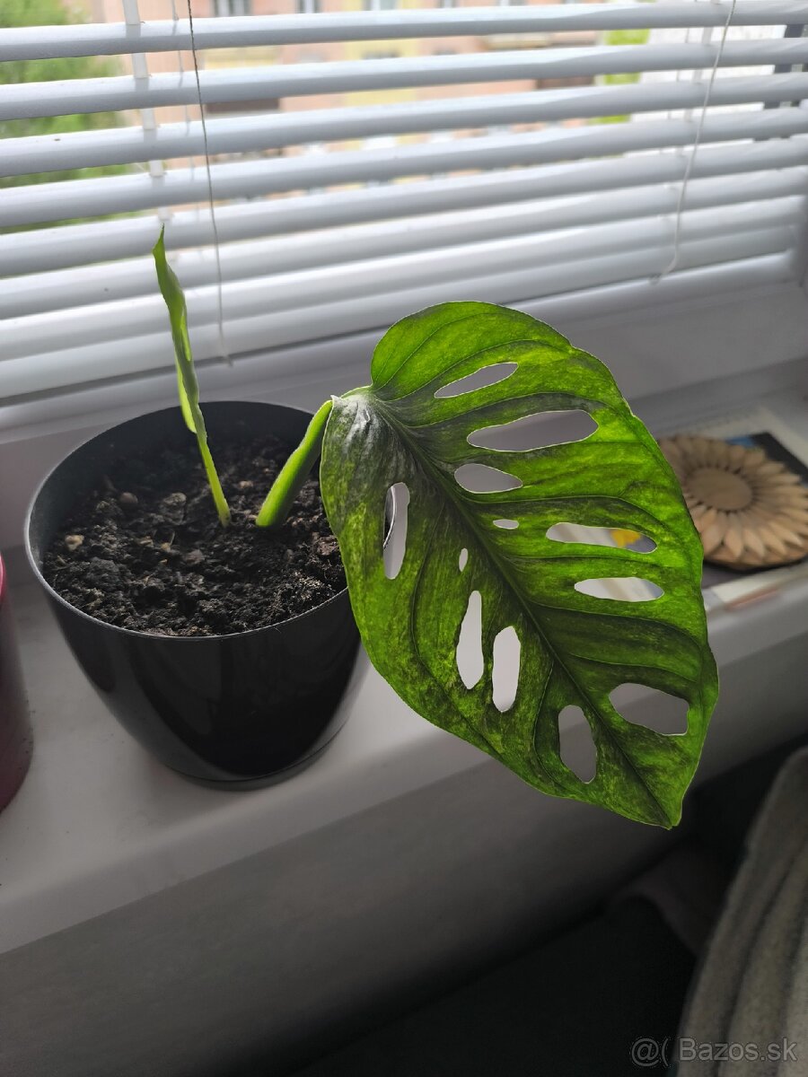 Monstera Adansoni