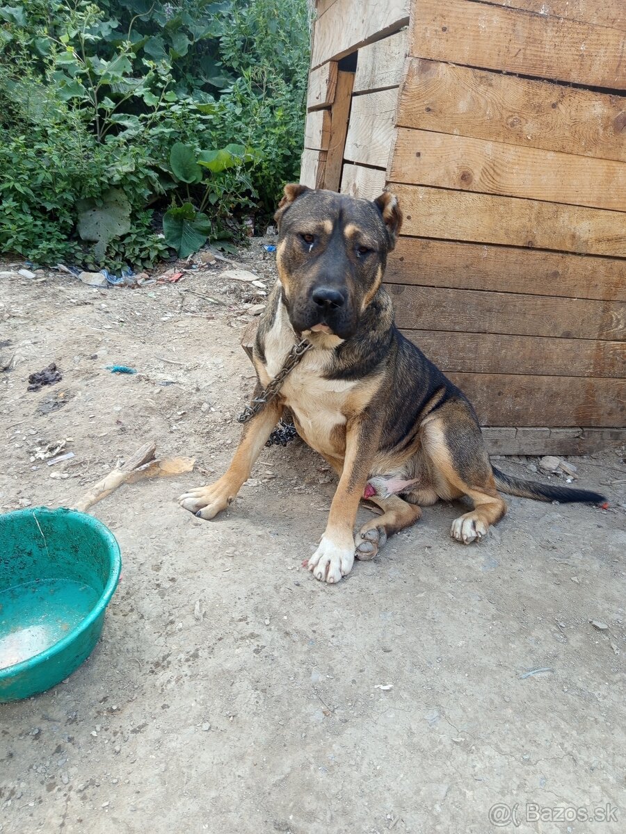 Pitbull