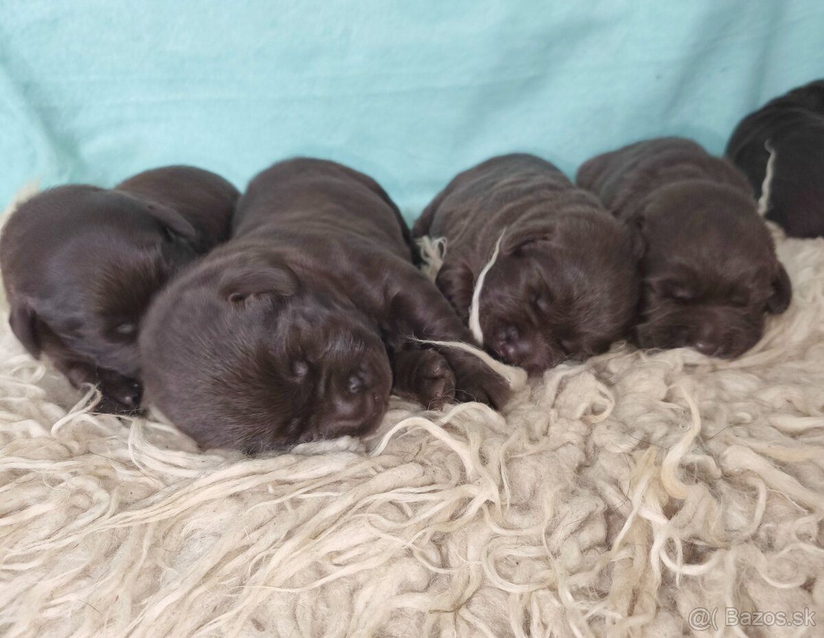 Labrador retriever s PP , Labradorsky retriever