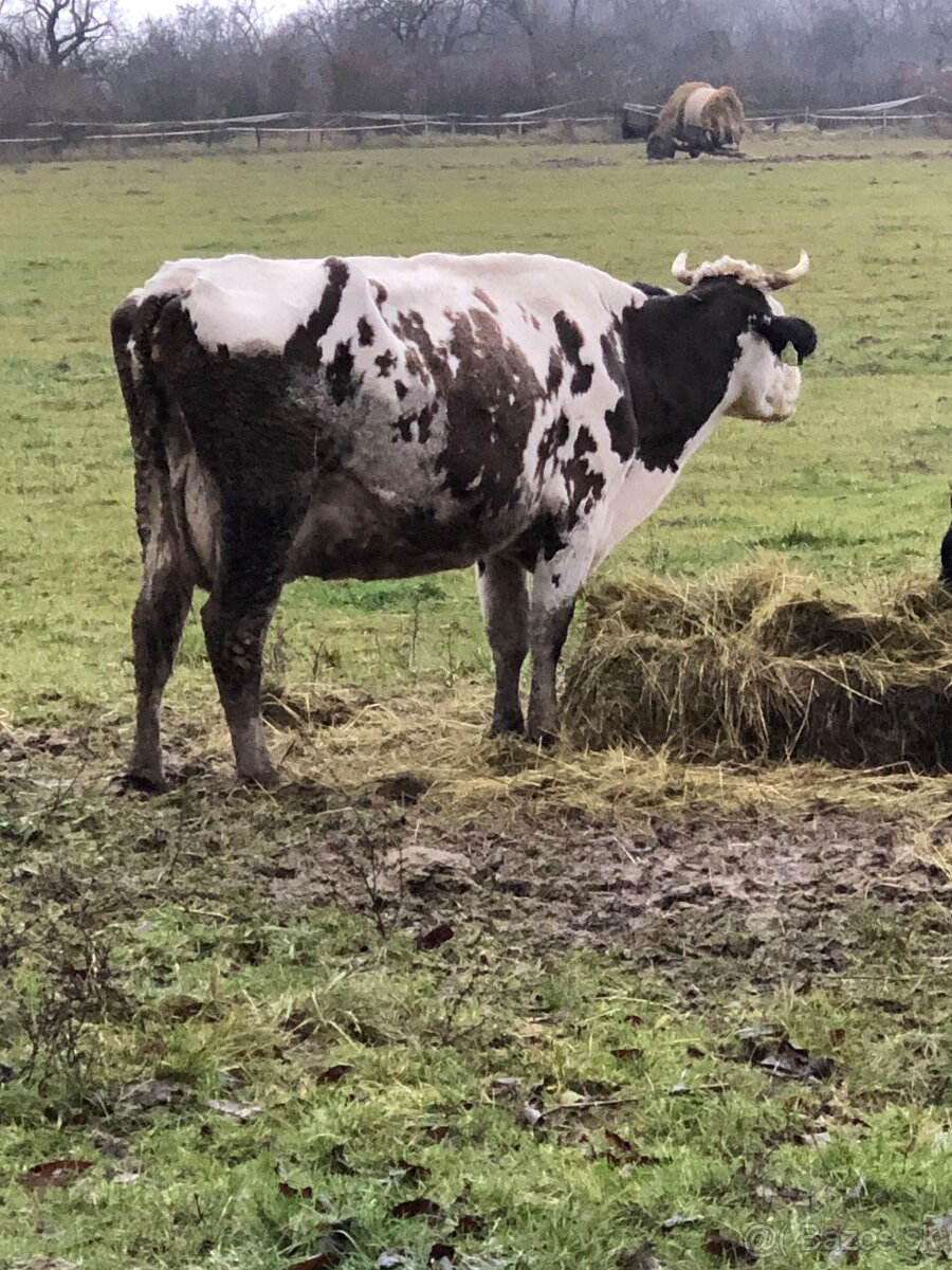 Predam kravu holstein