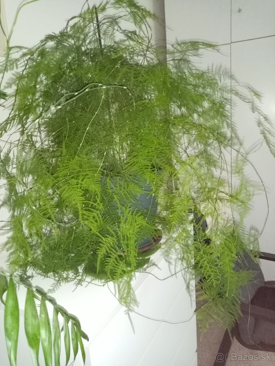predám izbový kvet ASPARAGUS