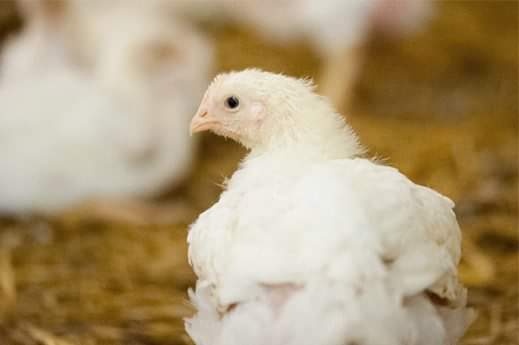 kura broiler