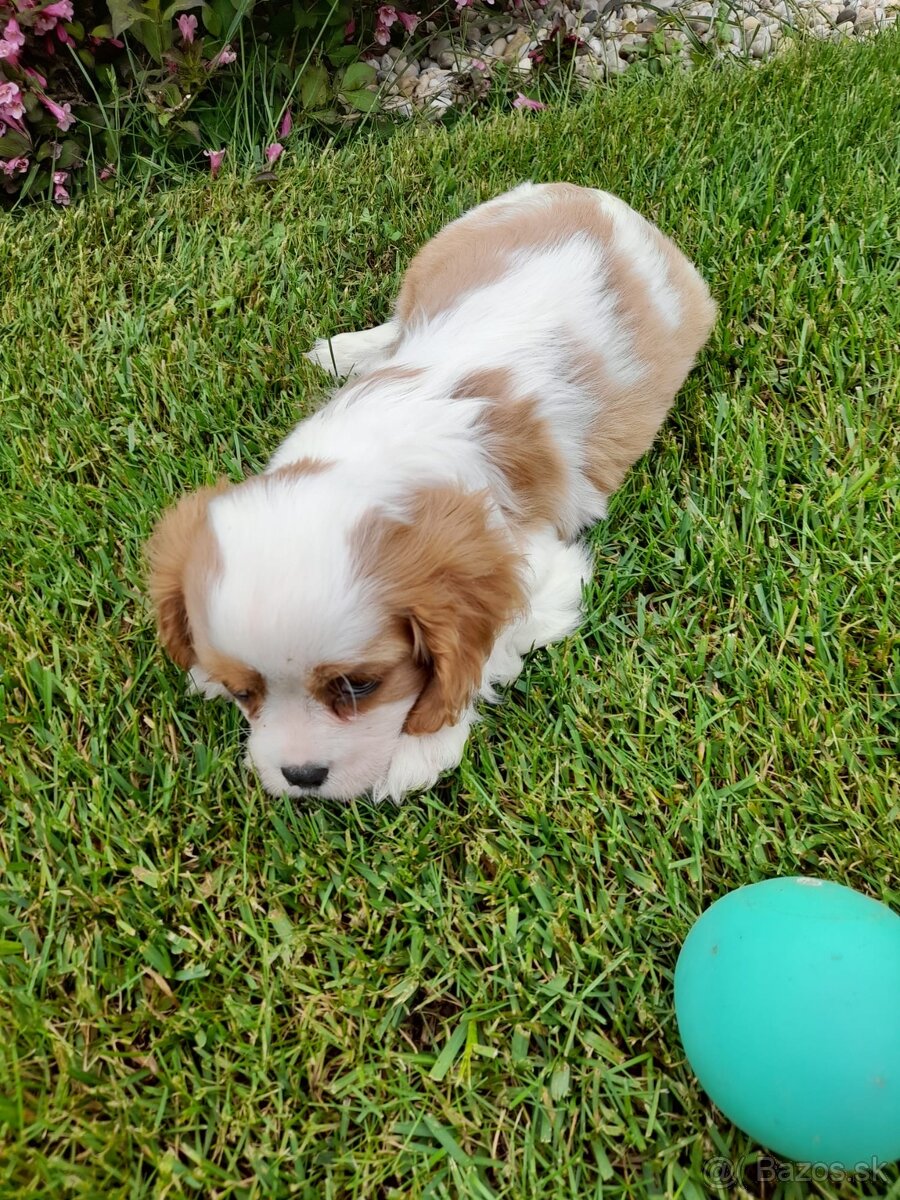 Cavalier