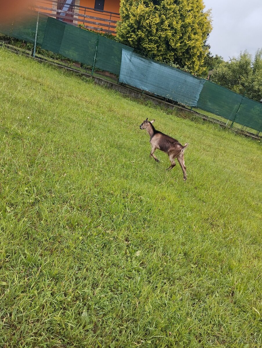 Predám mladého capka