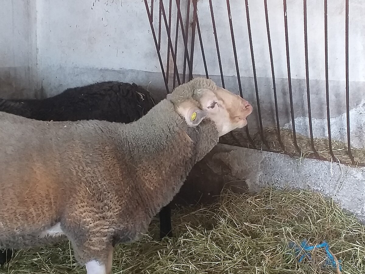 Merino -chovné stado