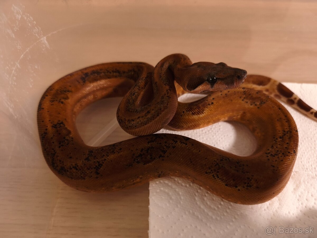 Velhad kralovsky leopard