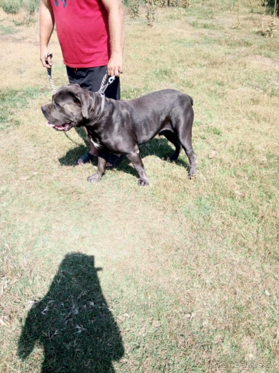 Darujem cane corso 3r. Pes