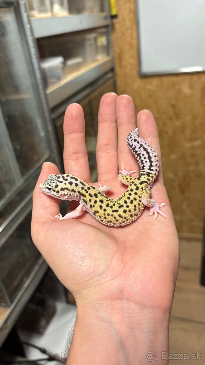 Gekončík nočný - mladí samci