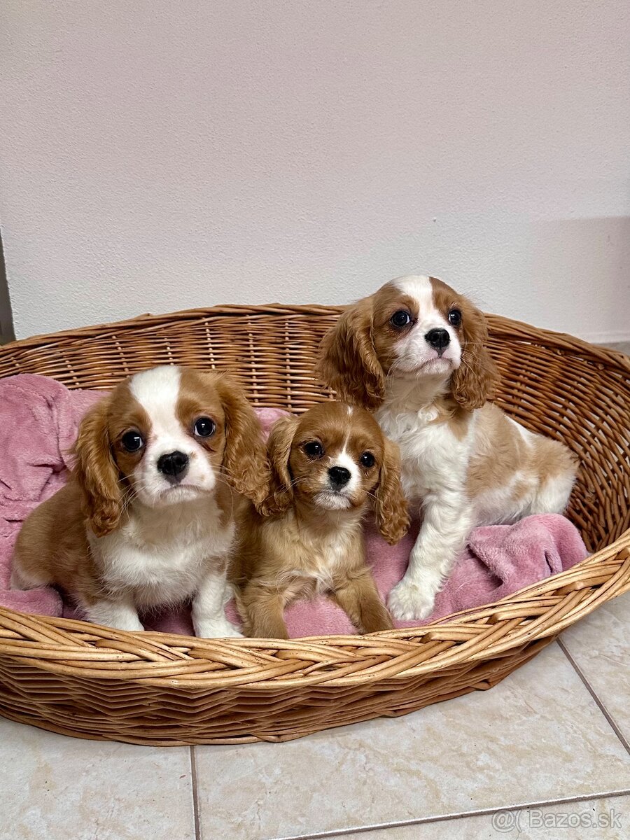 Cavalier king charles španiel, kavalier