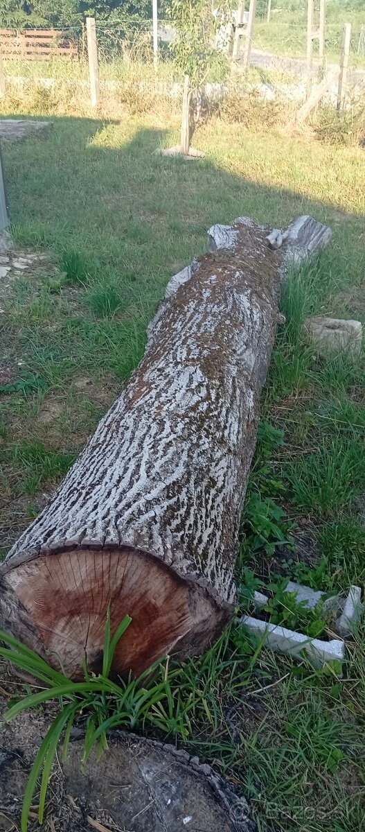 Ponúkam na predaj peň ORECH.