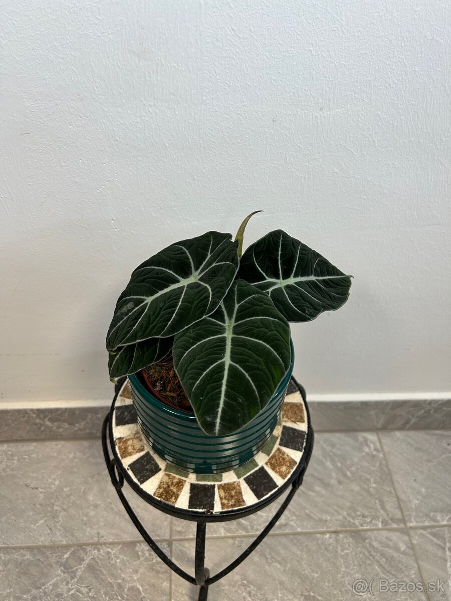Alocasia Black Velvet