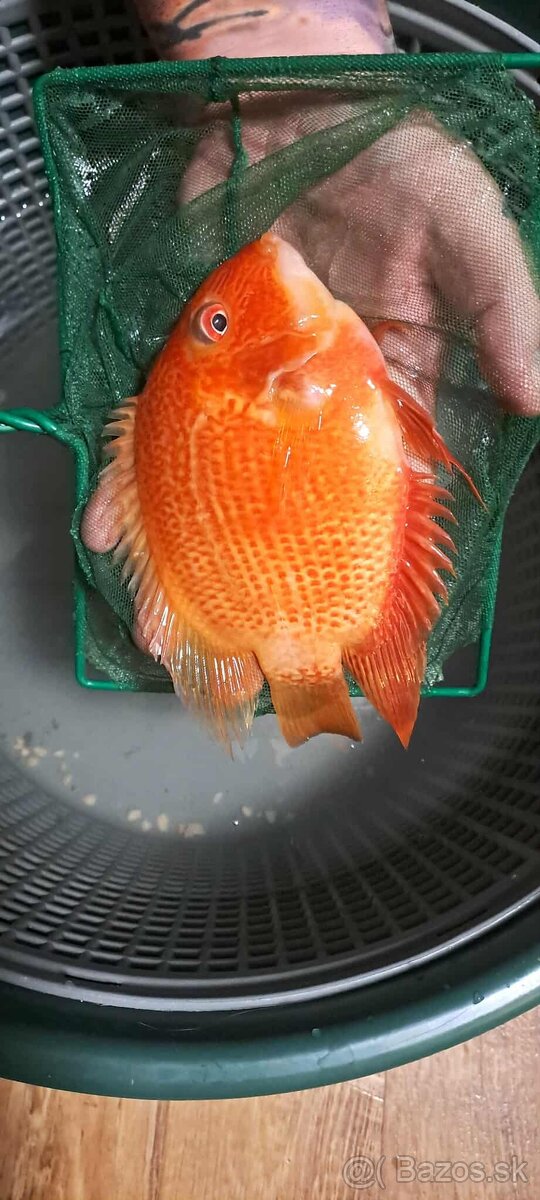 Americké cichlidy
