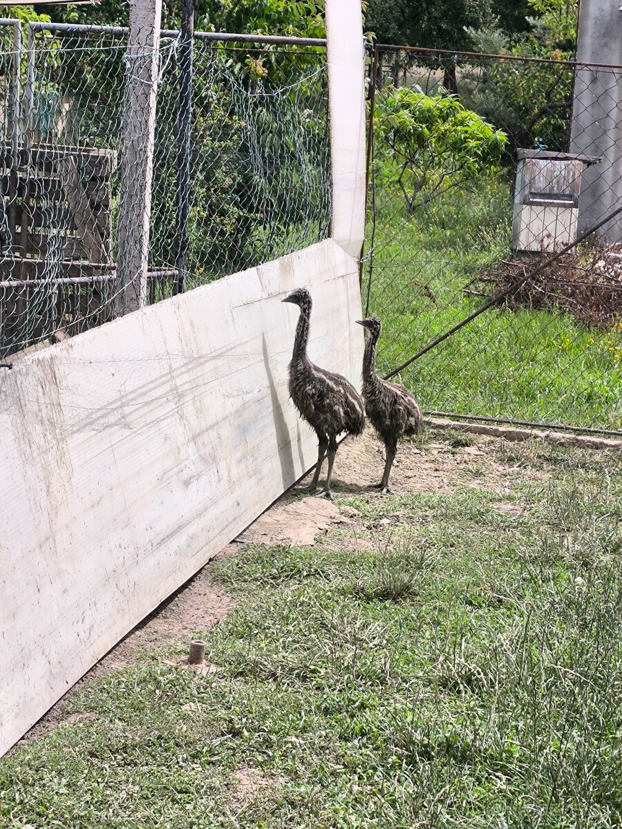 Austrálsky pštros Emu