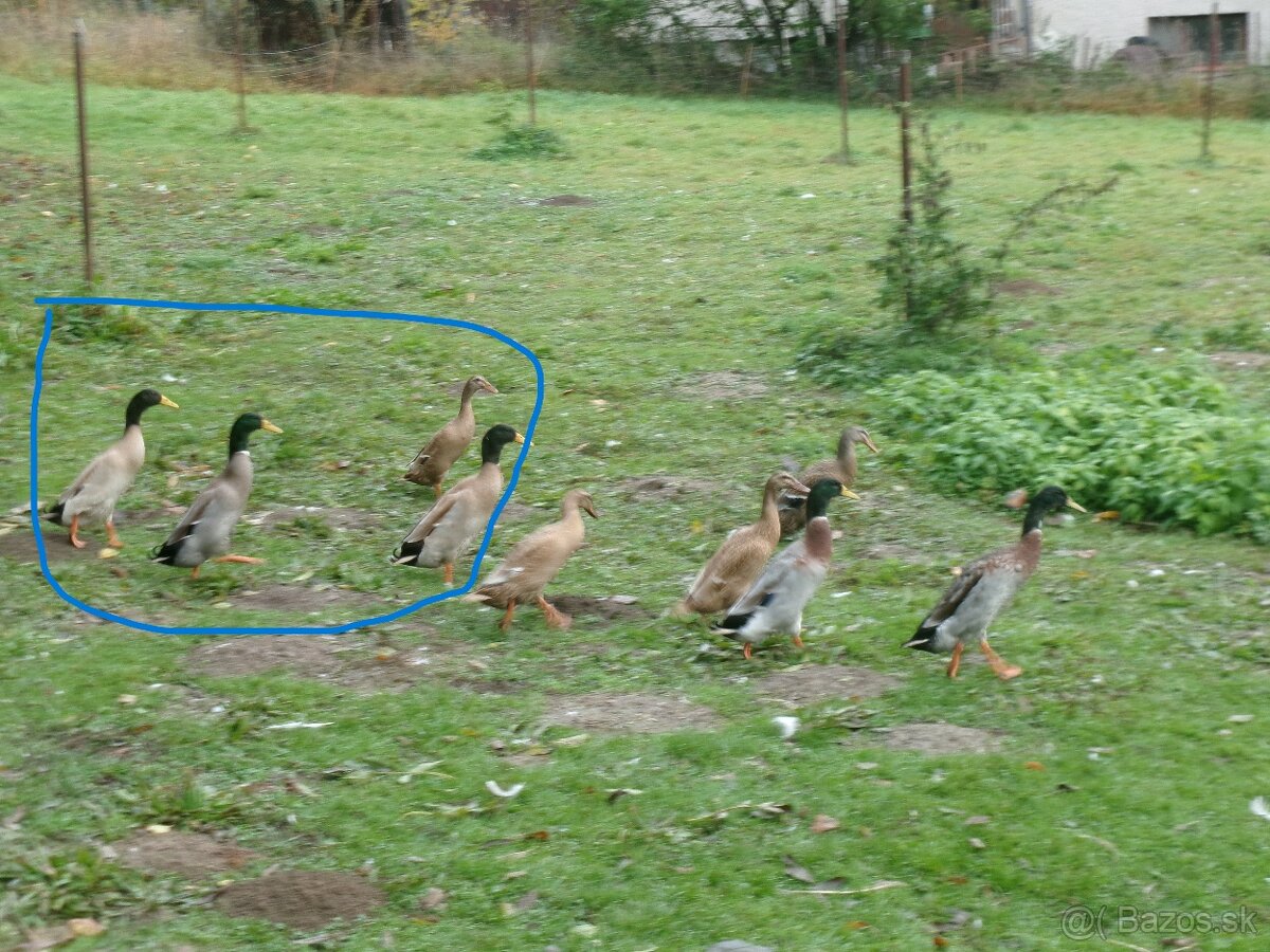 Predám indické bežce