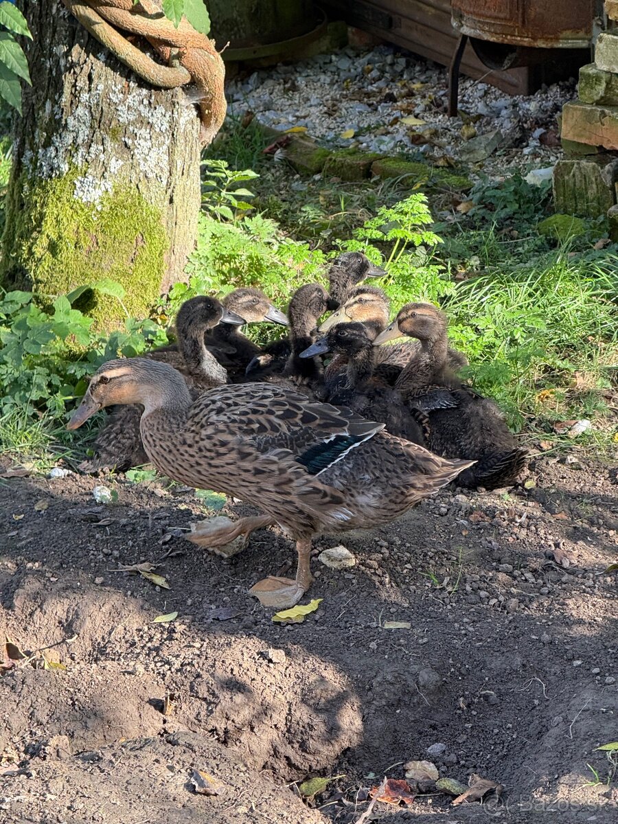 Predam indickych bezcov