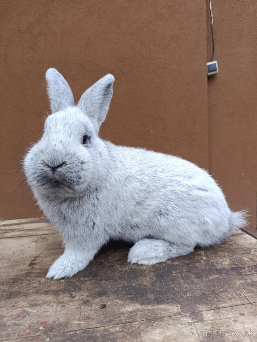 Čistokrvné Vss a Čv