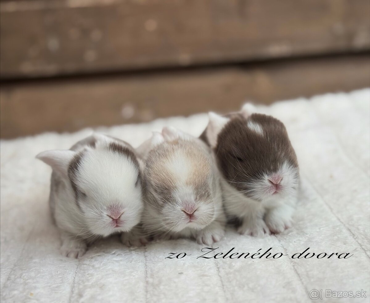 🧸 Minilop králiky🤎