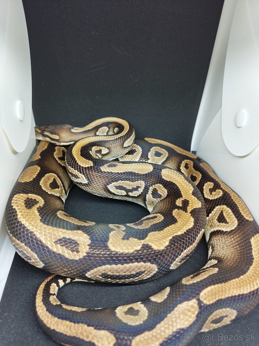 Pytón kráľovský-Python regius