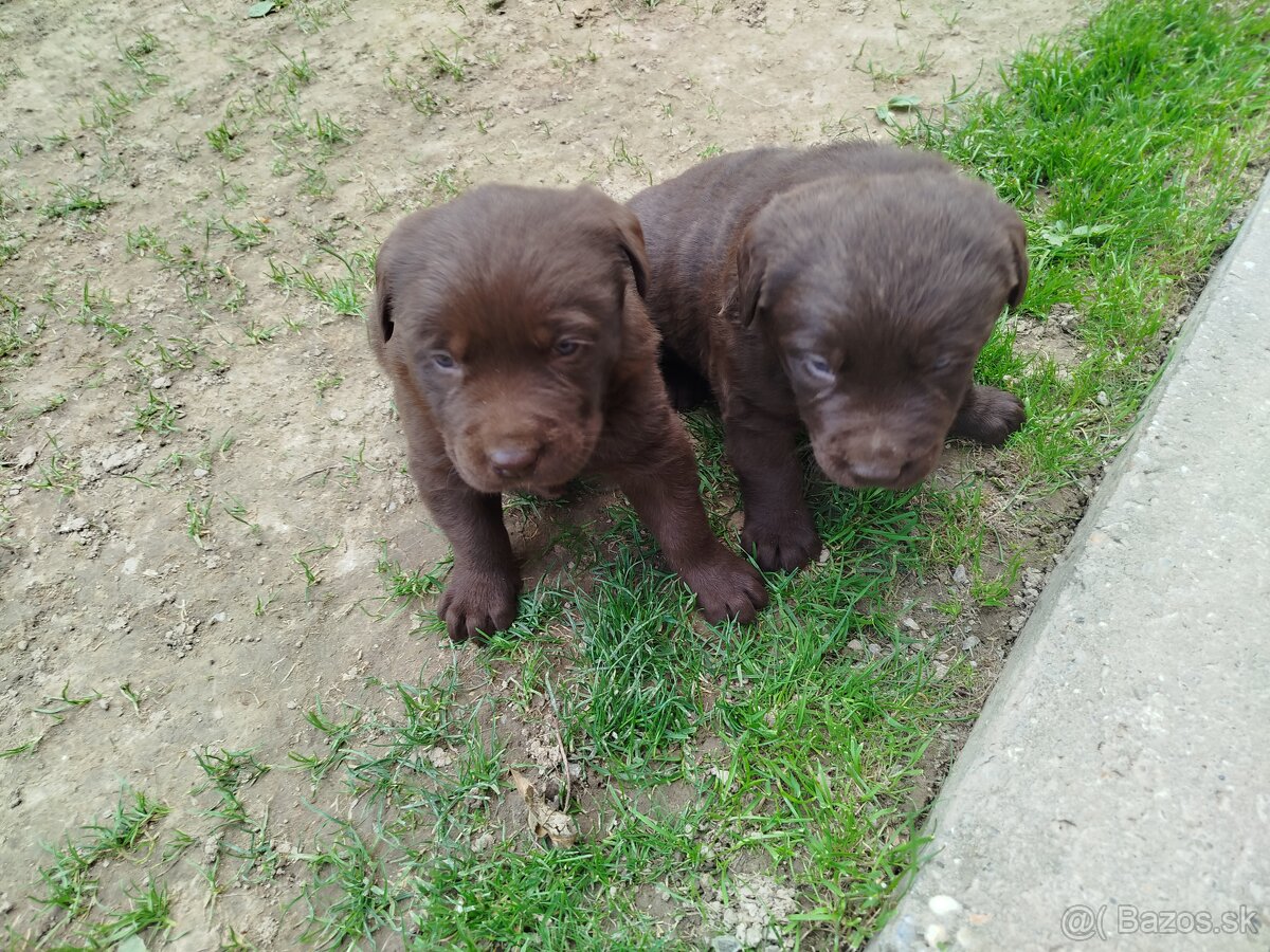 Labrador