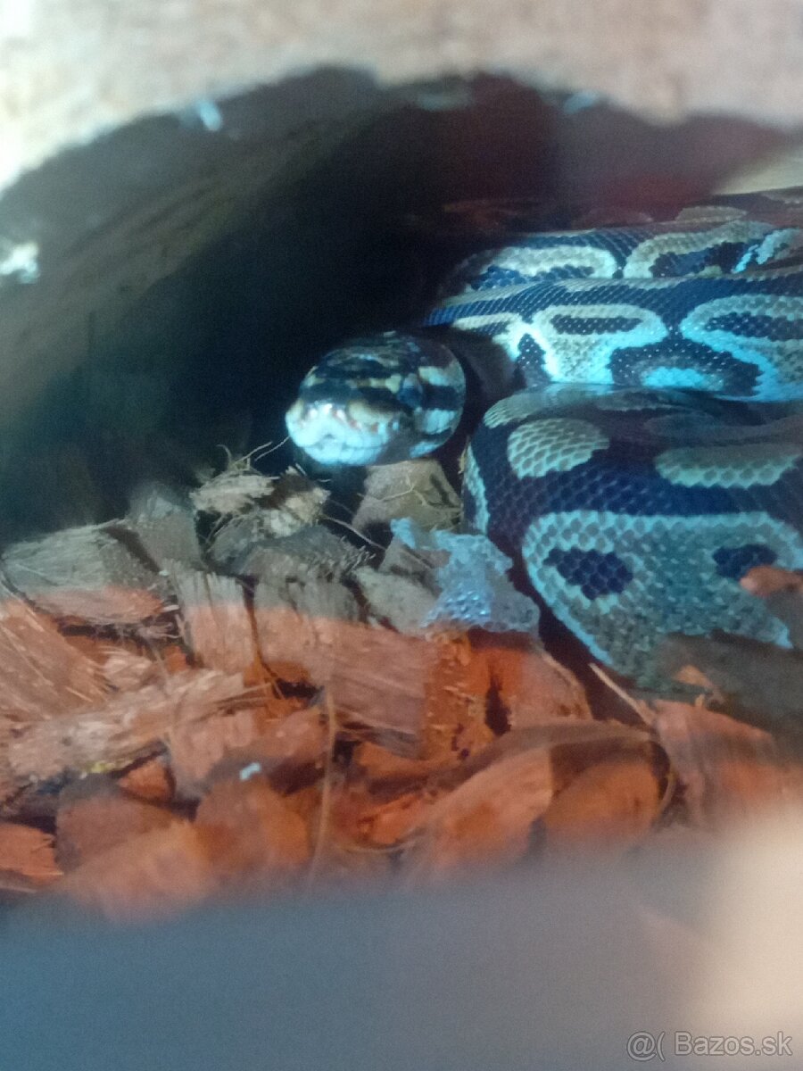 Pyton regius a terarium