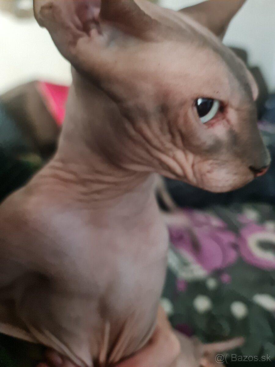 Sphynx kocúrik na predaj