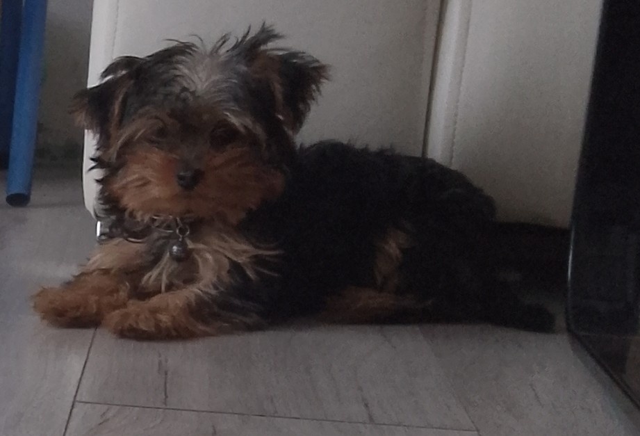 Predám šteniatko yorkshire