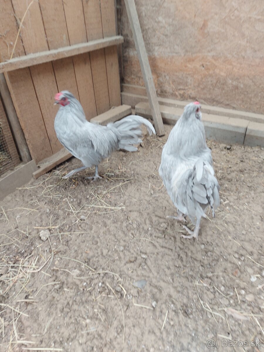 Predám mladých kohútov araucana levanduľových