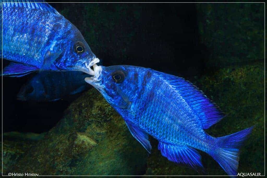 Placidochromis