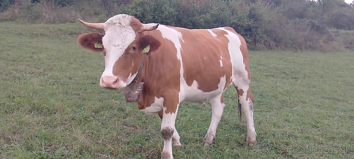 Kúpim kravu- DOJNICU