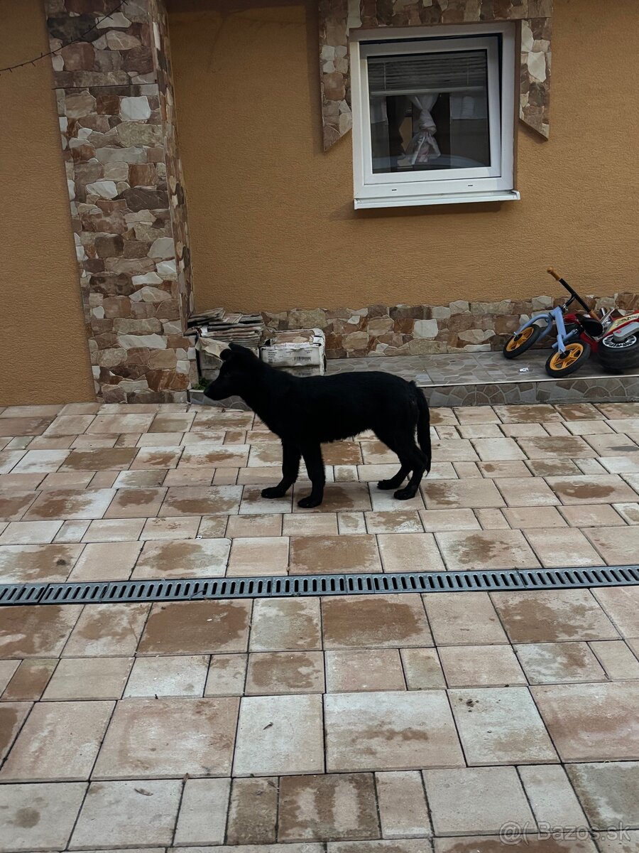 Nemecky ovciak steniatka