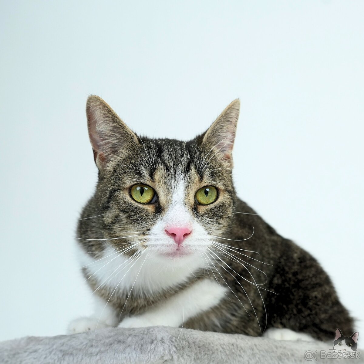 Citlivá mačička SASHKA hľadá domov