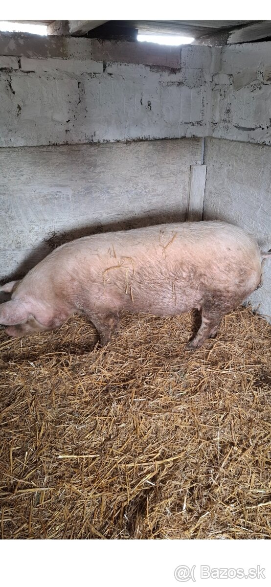 Ošípané na porážku