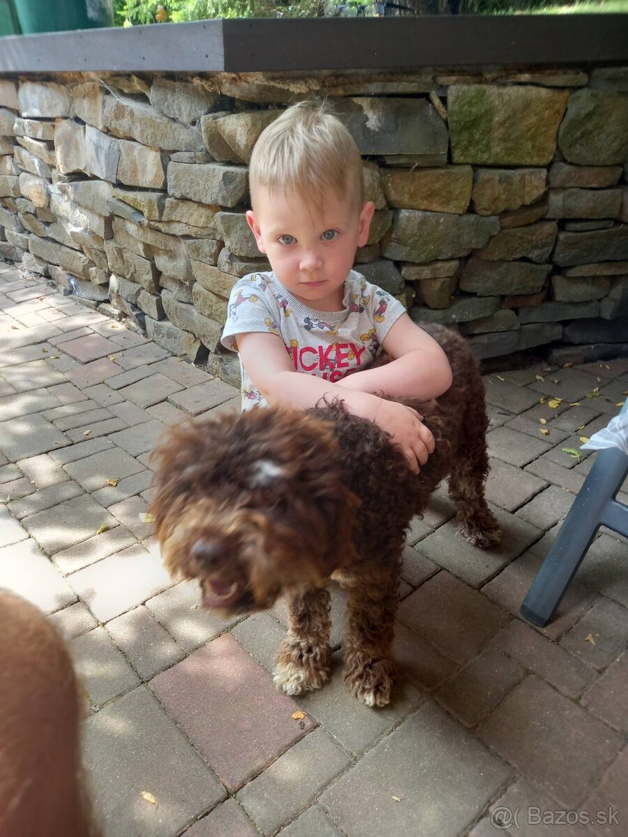 Darujem Lagotto Romagnolo