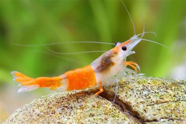 Krevety Neocaridina Davidi na predaj