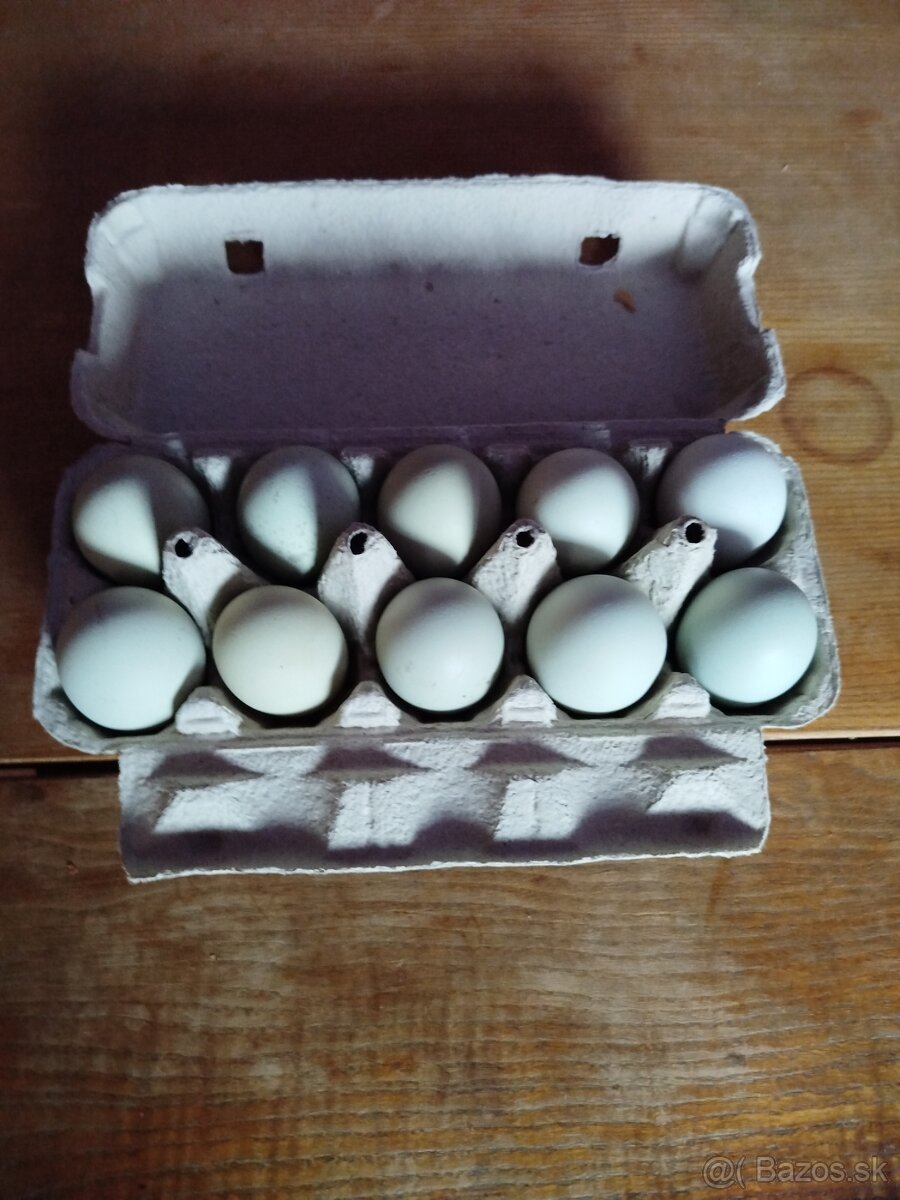 Araucana