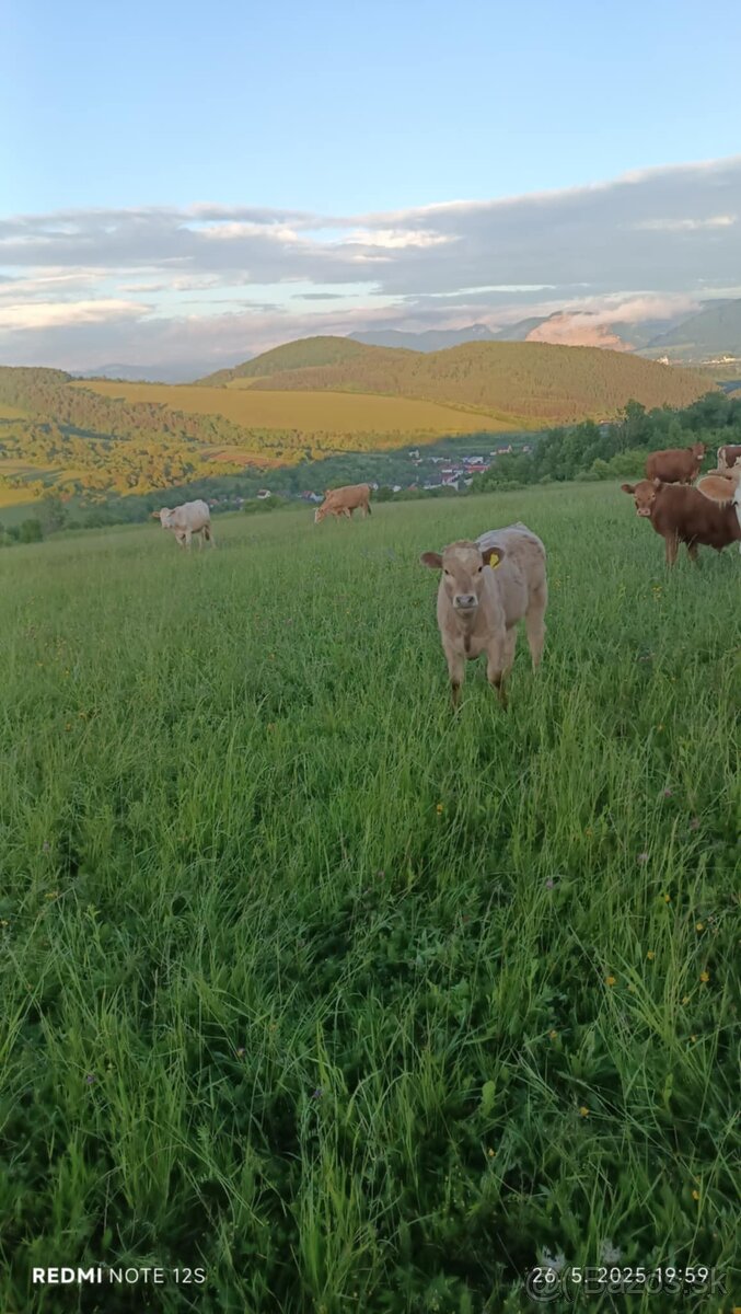 Jalovice