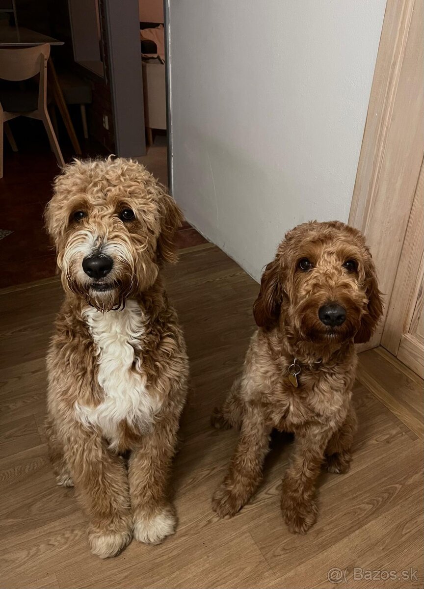 Štěňátka F2 Goldendoodle
