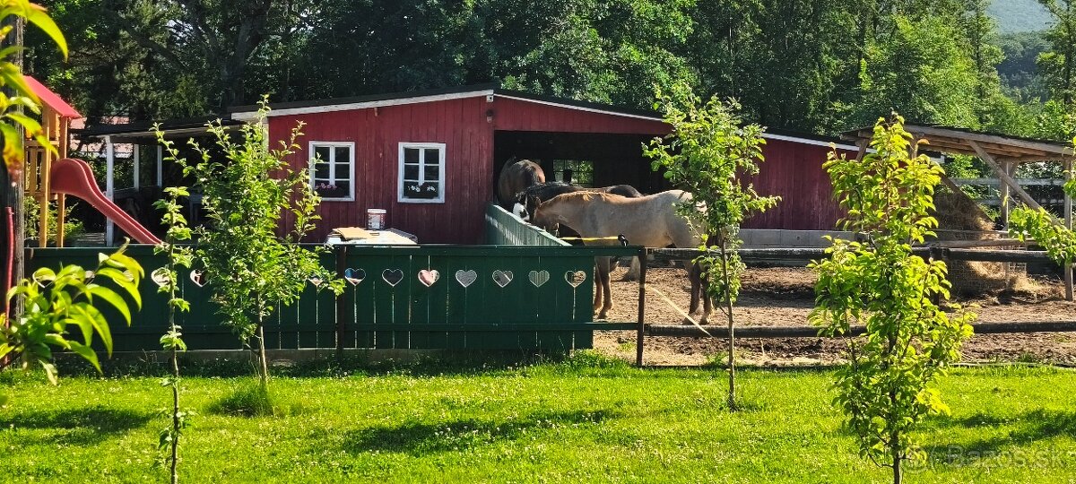 Ustajnenie koní.