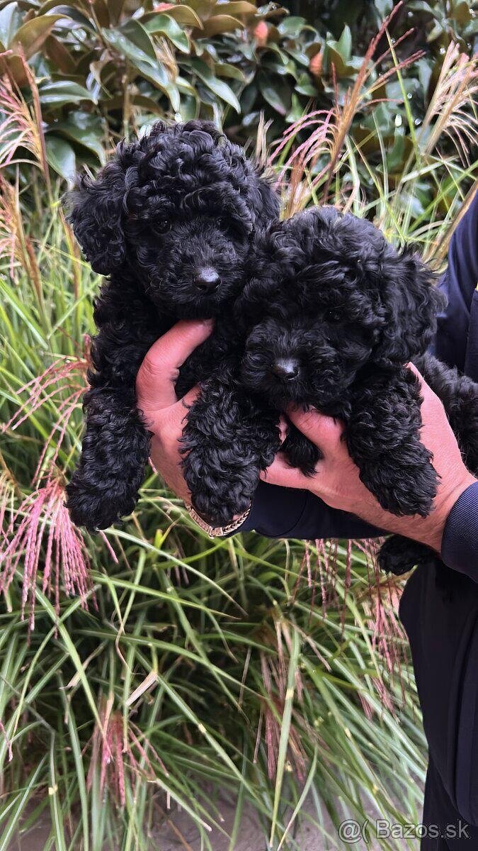 Pudel,Pudlík Trpasličí