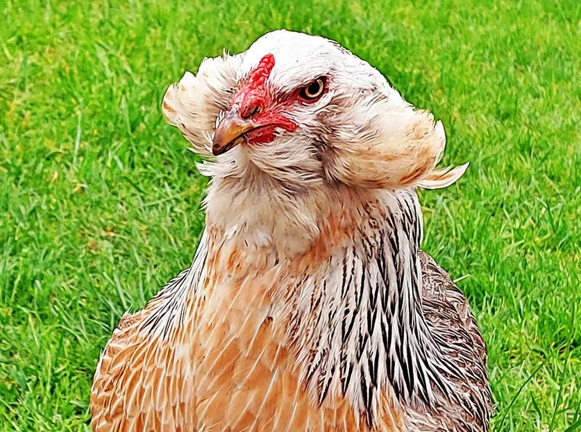 Araucana z Nemecka ,Nasadové vajička