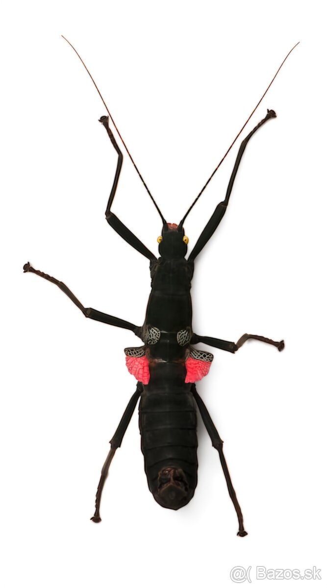 Peruphasma schultei