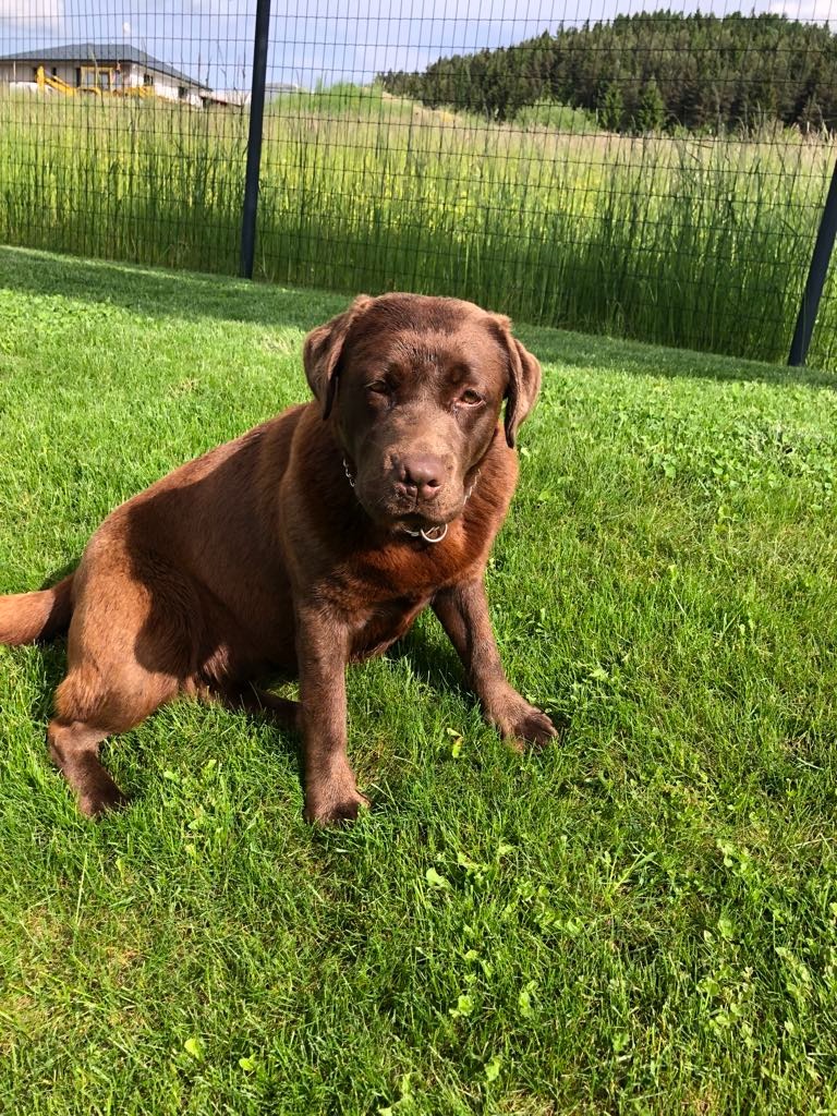 Labrador