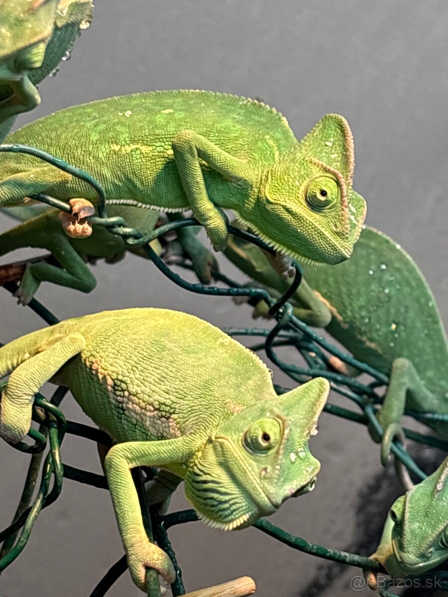 Chameleon